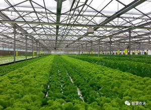 蔬菜無人種植工廠來了 從種植到采收全程自動化，農民會失業嗎？